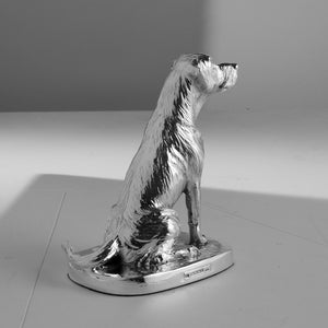 Silver Labrador 