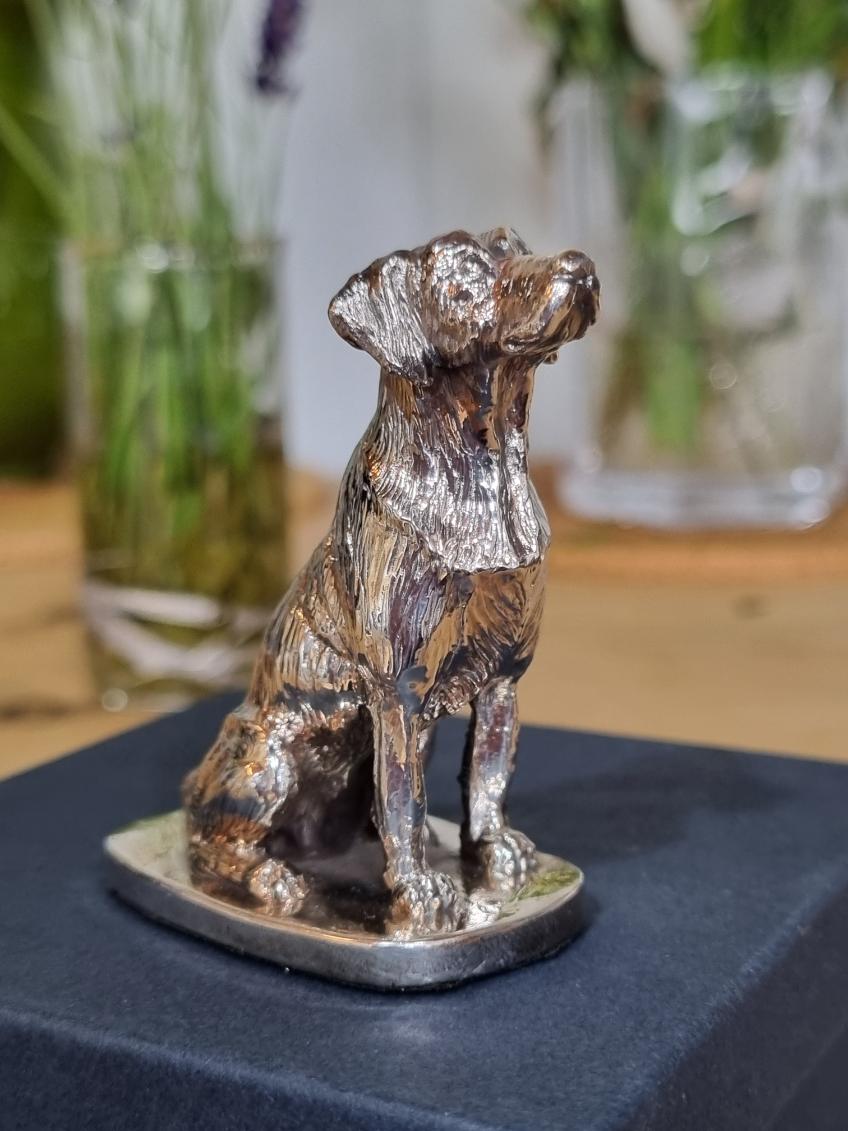 Miniature silver labrador