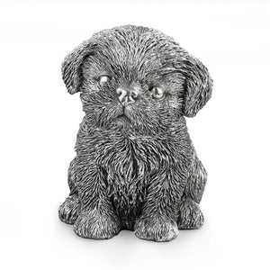 silver Shih Tzu Puppy