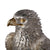 silver american eagle stature