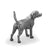 Silver Beagle dog