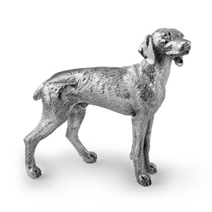 silver weimaraner