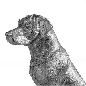 Silver Labrador 